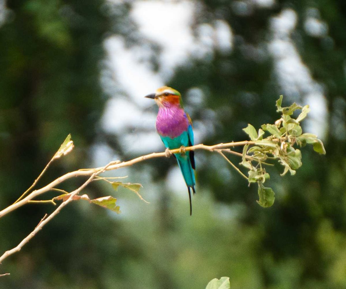 Birding 01 Birding 01