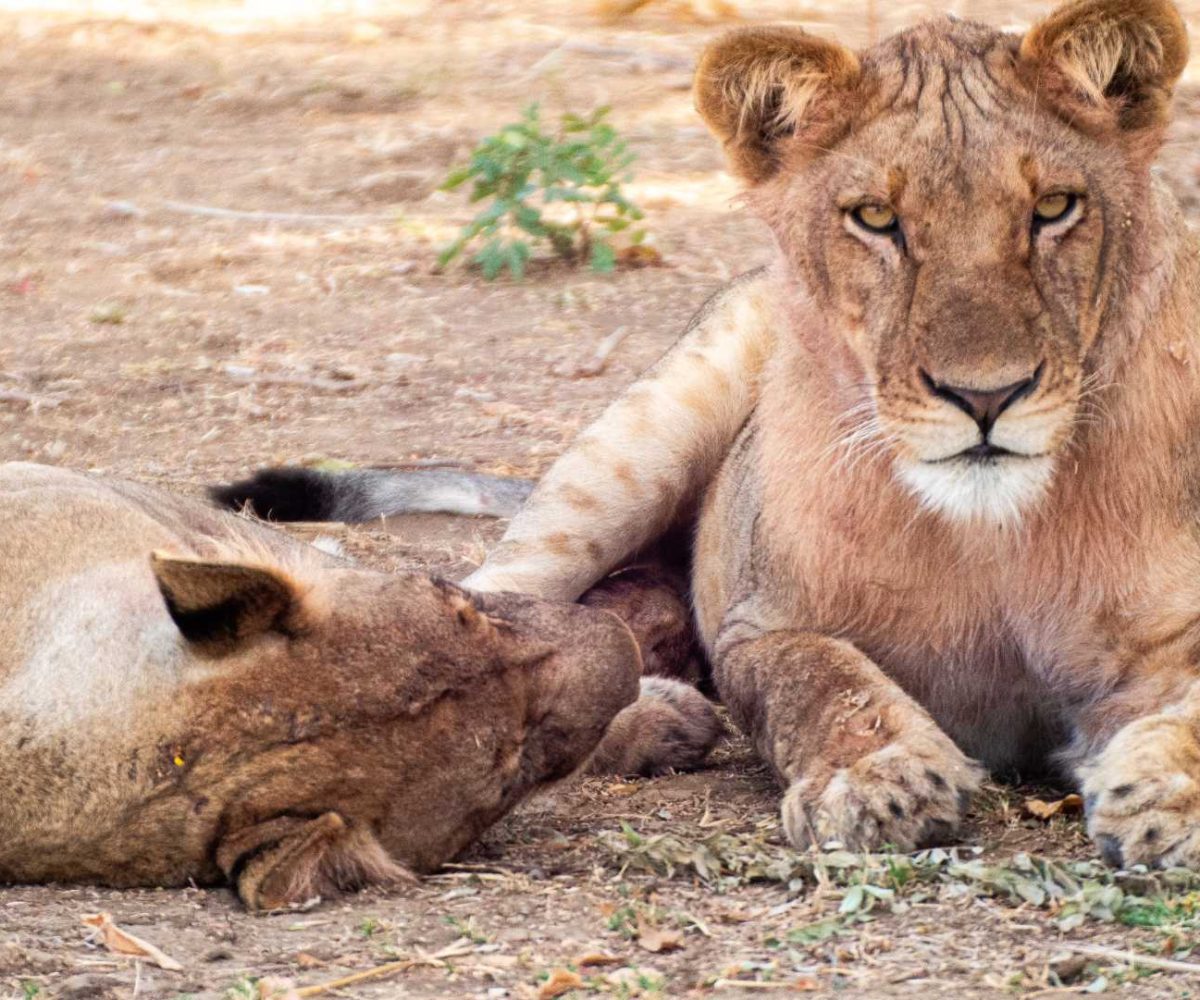 Game Drives Game Drives